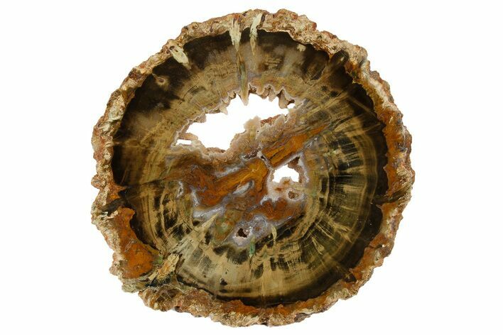 Triassic Petrified Wood (Woodworthia) Round - Zimbabwe #180226